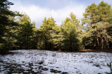 Güneşli bir kış gününde ormandaki Evergreen ağaçları