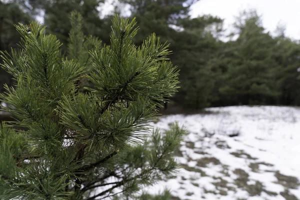 Pine Branch Pine Winter Forest — Stock Photo, Image