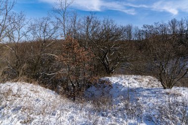 Güneşli bir kış gününde karla kaplı ağaçlar