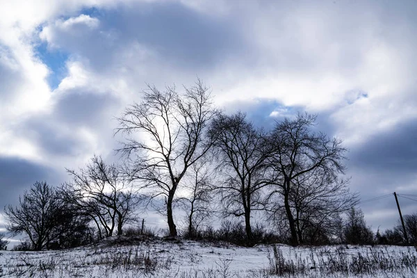 Bäume Und Sträucher Unter Einer Schneewolke — Stockfoto