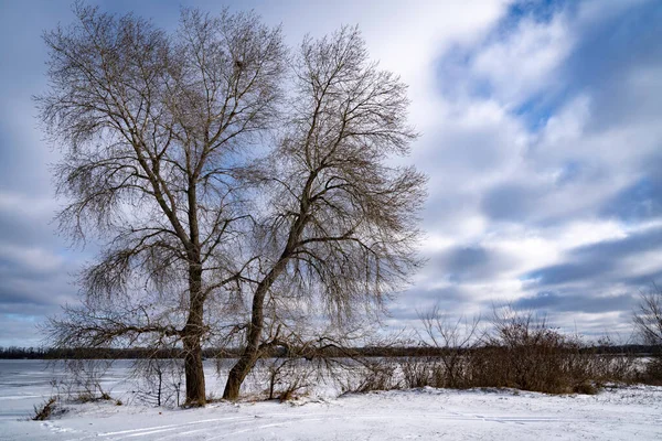 Pappel Inmitten Einer Verschneiten Straße Der Nähe Eines Zugefrorenen Flusses — Stockfoto