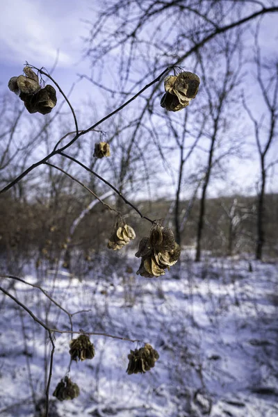 Choptree Ptelea Trifoliata Frön Ett Träd Vintern — Stockfoto