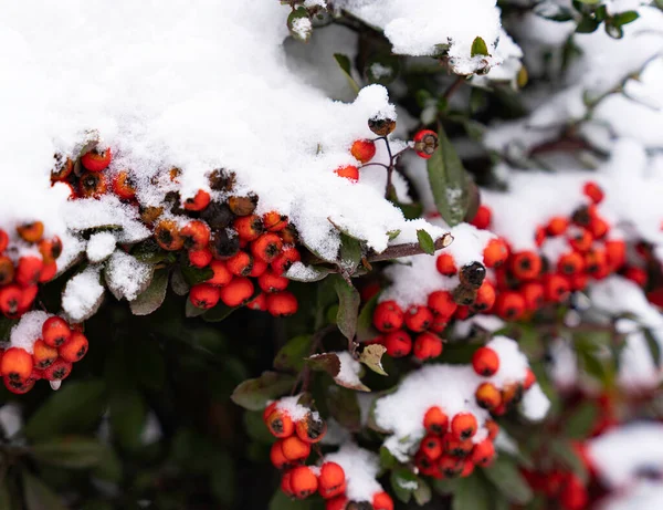 Snöig Järnek Röd Järnek Buske Med Vackra Röda Bär Och — Stockfoto