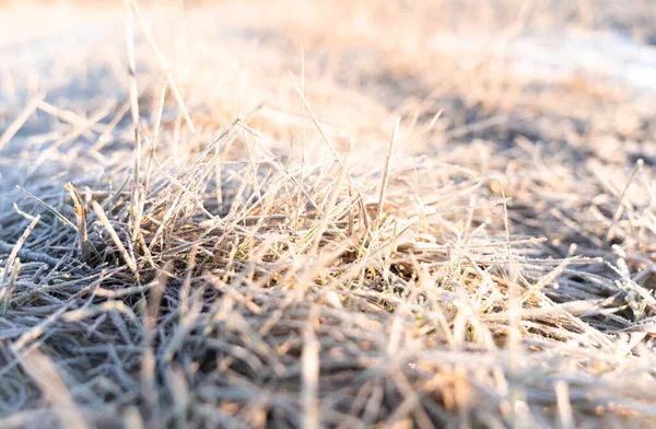 Gräs Ett Fält Täckt Med Frost Och Den Första Snön — Stockfoto