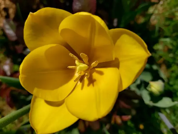 Flor Tulipa Amarela Nos Raios Sol Poente — Fotografia de Stock