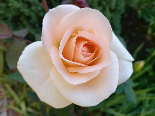 Uma Rosa Sol Manhã — Fotografia de Stock