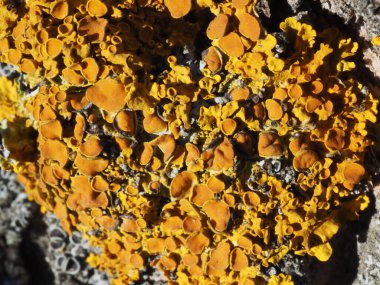 Güneş ışınlarında xanthoria liken