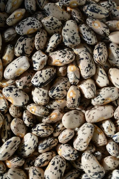 original drawing on the surface of bean seeds