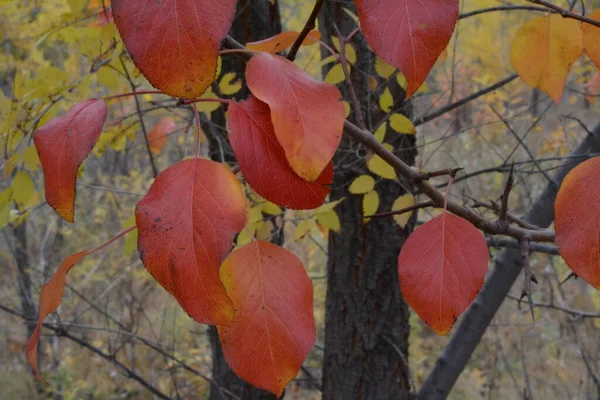 秋天森林的色彩 — 图库照片