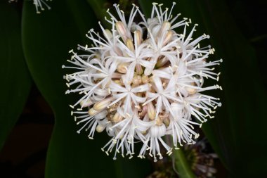 Dracena 'nın geniş yapraklı gece çiçeği