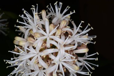 Dracena 'nın geniş yapraklı gece çiçeği