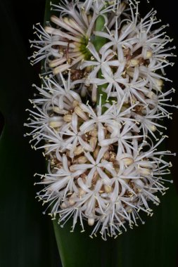 Dracena 'nın geniş yapraklı gece çiçeği