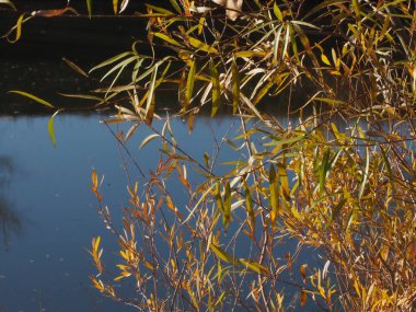 Gölün arka planında söğüt dalı