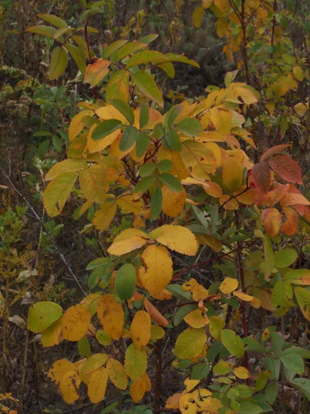 Разнообразие Цветов Осеннего Леса — стоковое фото