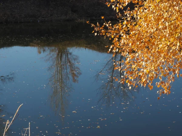 Větve Žlutým Listím Pozadí Jezera — Stock fotografie