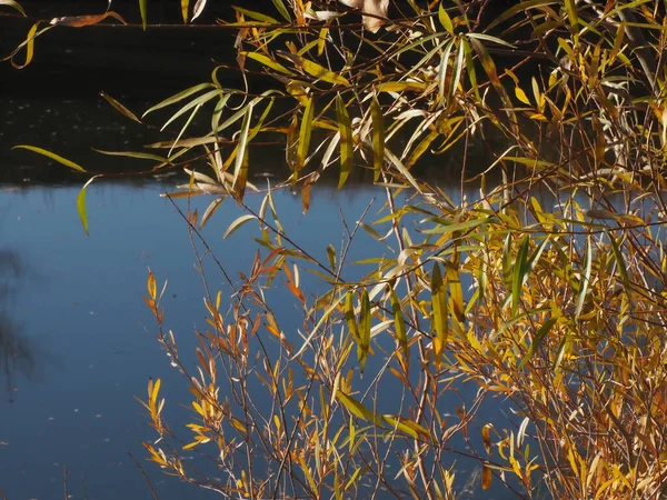 Gölün arka planında söğüt dalı