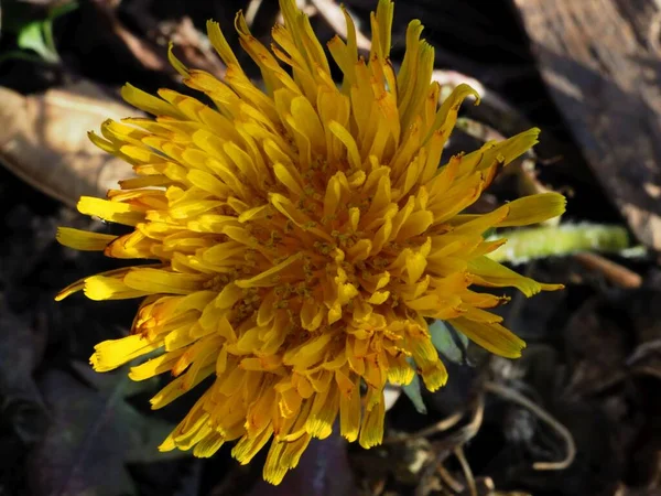 Löwenzahn Blüht Der Sonne — Stockfoto