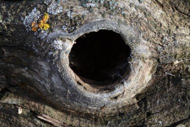 Eski bir ağacın gövdesinde bir oyuk