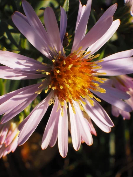 Aster Kwiat Promieniach Zachodzącego Słońca — Zdjęcie stockowe