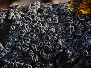 Orijinal arkaplan Physiaceae tarafından oluşturuldu