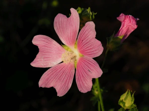 Цветок Зефира Освещенный Утренним Солнцем — стоковое фото