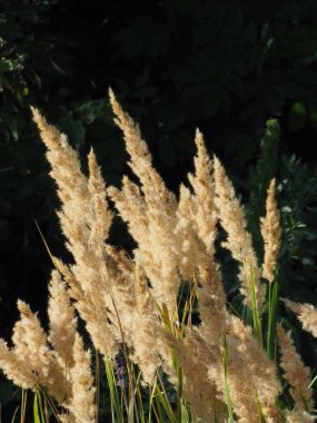 Sabah güneşinde Mlica panikliyor.