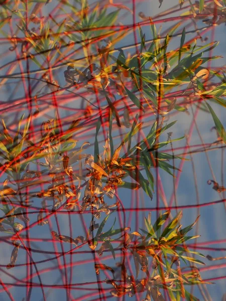Трава Летнем Лугу Утренним Солнцем — стоковое фото