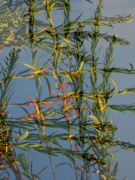 Tráva Letní Louce Ranním Slunci — Stock fotografie