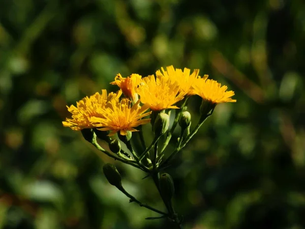 Hieracium Blüht Auf Einer Sommerwiese — Stockfoto