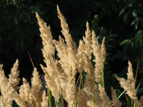 Panicles Mlica Ranním Slunci — Stock fotografie