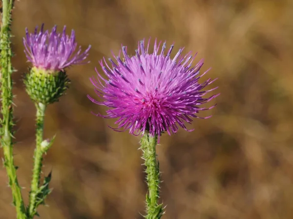 thistle flower on a summer meadow