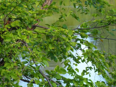 Nehrin arka planında karaağaç dalı