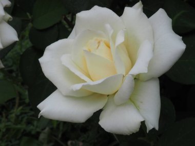 Yaz bahçesinde beyaz gül