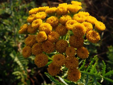 Tansy 'nin yaz otlağındaki cilvesi