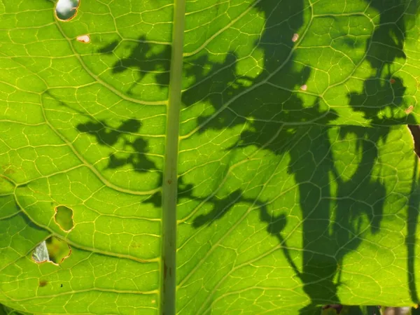 Původní Struktura Listu Louce — Stock fotografie