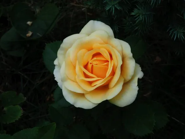 Una Magnífica Rosa Amarilla Jardín Verano — Foto de Stock