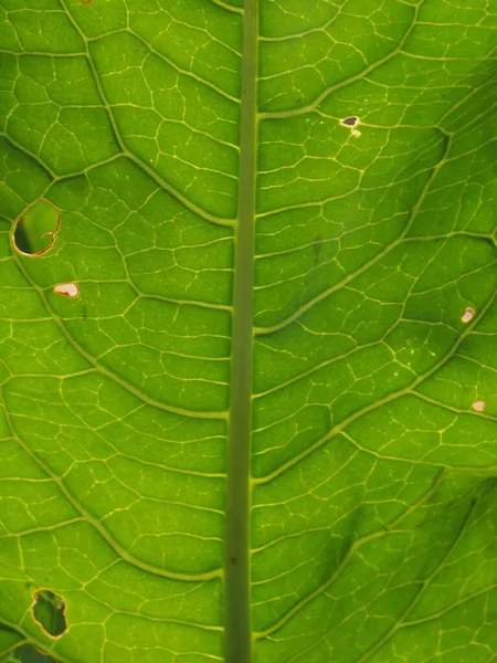 Original Structure Leaf Meadow — Stock Photo, Image
