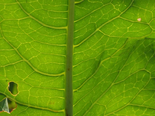 Original Structure Leaf Meadow — Stock Photo, Image