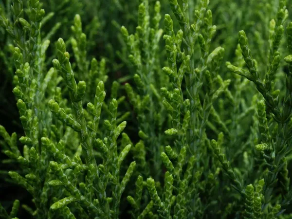 Juniper Summer Meadow — Stock Photo, Image