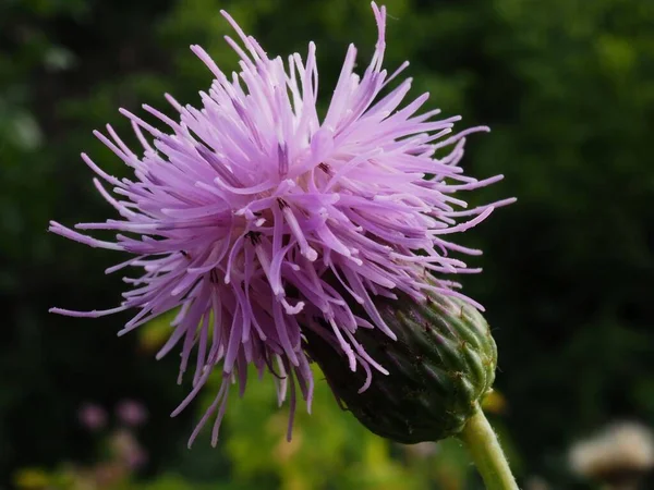 Cornflower Flower Summer Meadow — Stock Photo, Image