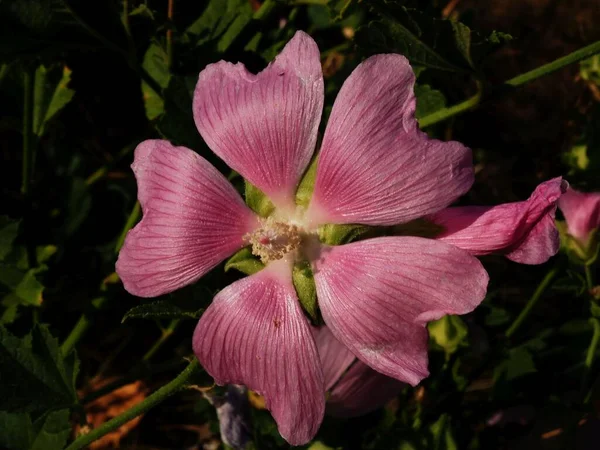Mályvacukor Virág Megvilágított Reggeli Nap — Stock Fotó