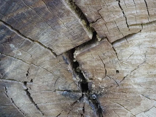 Estrutura Original Uma Árvore Serrada Envelhecida — Fotografia de Stock