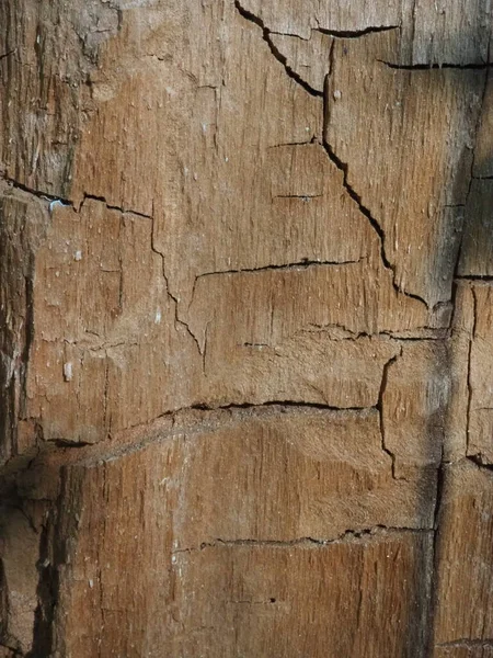 Estrutura Original Árvore Envelhecida — Fotografia de Stock
