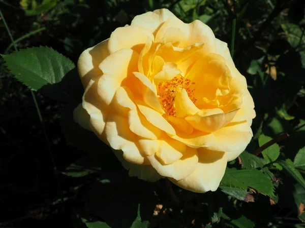 Florescendo Rosa Amarela Jardim Verão — Fotografia de Stock