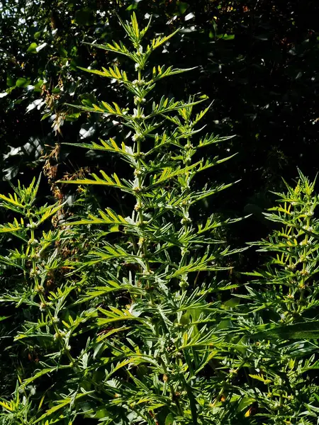 Stammar Växter Som Skiner Skogsglänta Solens Strålar — Stockfoto