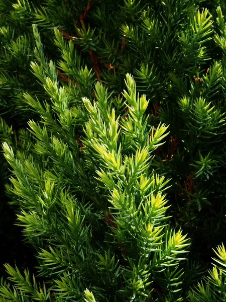 Juniperus Brotos Jovens Sol Verão — Fotografia de Stock