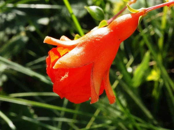 Púnica Flor Sol Verano — Foto de Stock