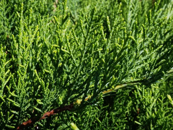 Juniperus Brotos Jovens Sol Verão — Fotografia de Stock