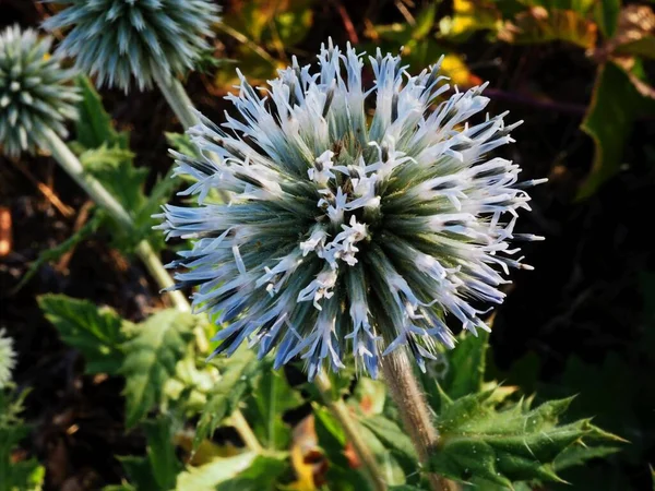 Echinopus Inflorescence Summer Meadow — Stock Photo, Image