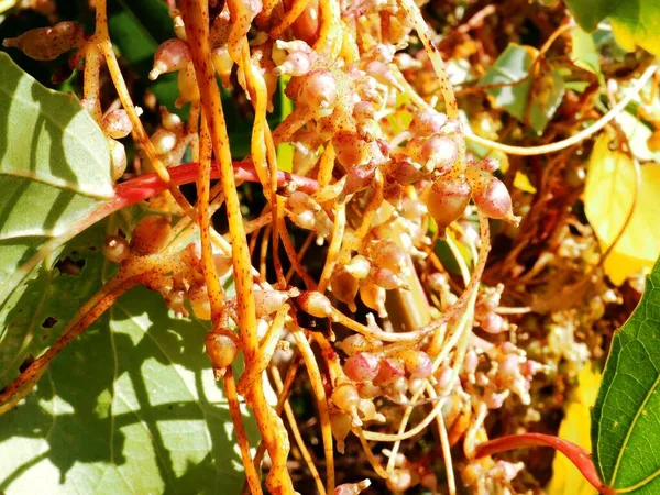 Buah Parasit Cuscuta Matahari Musim Panas — Stok Foto